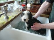 First bath in the sink